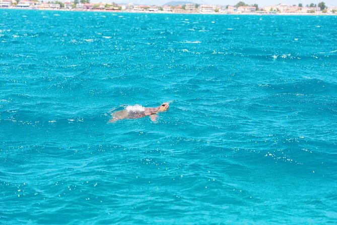 Zakynthos Half Day Tour to the Turtle Island, Cameo & Keri Caves - Loggerhead turtles on a protected route, what to expect from the main boat time