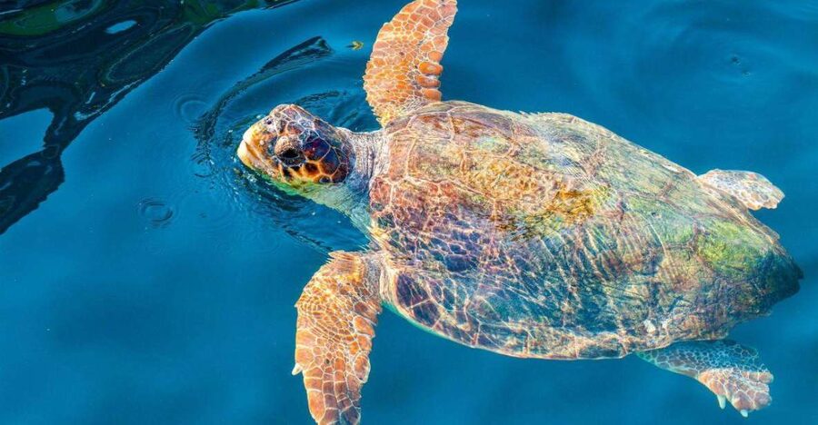 Zakynthos: Turtle Island & Keri Caves Glass-Bottom Boat Tour - Glass-Bottom Boat Reality Check (And How to Get the Best Views)