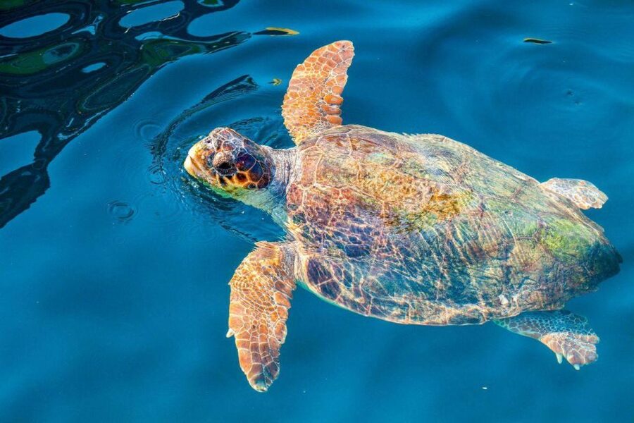 Zakynthos: Turtle Island & Keri Caves Glass-Bottom Boat Tour - Marathonisi Turtle Island: Where You Might See Loggerheads