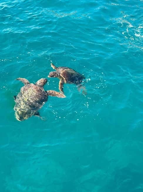 Zakynthos: Turtle Spotting Cruise with Glass-Bottom Boat - Key Highlights You’ll Actually Feel on This Cruise