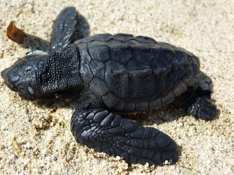 Zakynthos: Turtle Spotting Cruise with Glass-Bottom Boat - The 3-Hour Route: Laganas, Cameo Islet, and Keri Caves