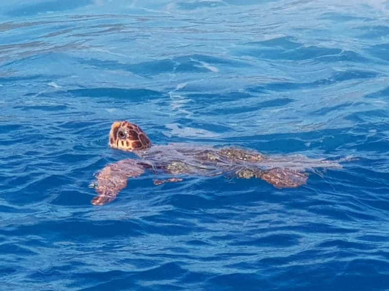Zakynthos: Turtle Spotting Cruise with Glass-Bottom Boat - Turtle Spotting: How Close Is Close, and What’s Realistic