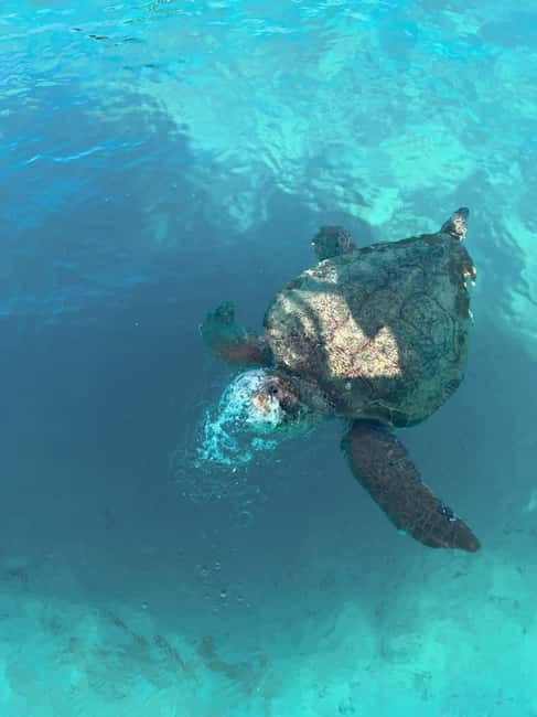 Zakynthos: Turtles, Marathonisi & Keri Caves Speedboat Tour - What You’re Really Buying With This Zakynthos Speedboat Tour