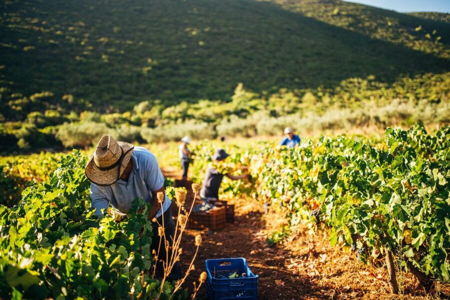 Zakynthos: Vineyard & Winery Tour with Local Winemaker - Goumas Estate Winery: Where the Day Starts in Western Greece