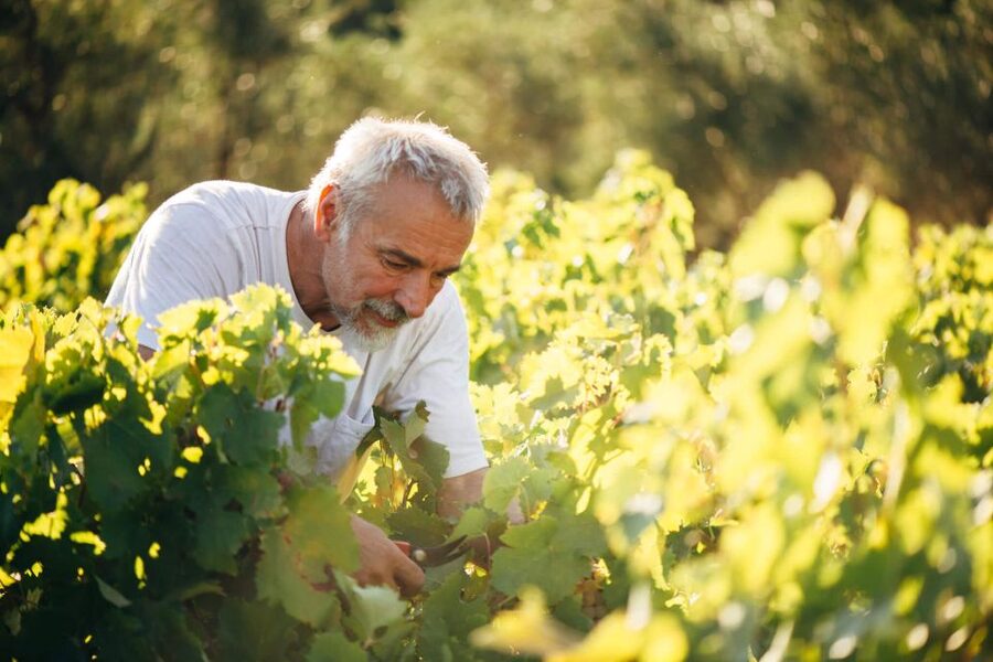 Zakynthos: Vineyard & Winery Tour with Local Winemaker - Orchard and Olive Groves: The Food-Production Link