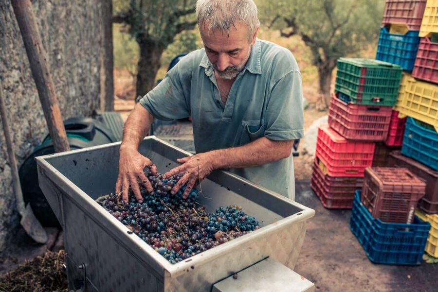 Zakynthos: Vineyard & Winery Tour with Local Winemaker - Who This Tour Suits Best (And Who Should Skip)